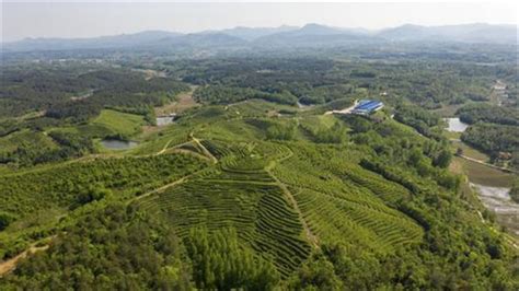 随州芽茶2021年被中国茶叶流通协会纳入中国茶业品牌计划推荐名录。_公司新闻_随州市神农茶业集团