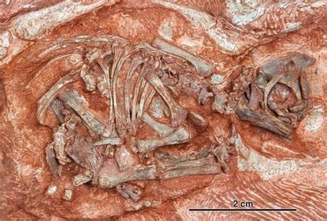 德克萨斯化石博物馆通过3D扫描保存恐龙前哺乳动物的骨骼_中国3D打印网