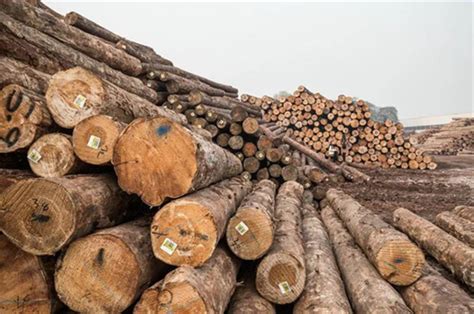 2030年全球木材市场木材消费量或将达到31亿立方米_行业资讯_木头云
