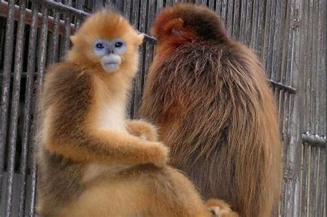 开屏新闻-云南唯一！滇金丝猴全境保护案例入选中国生态修复典型案例
