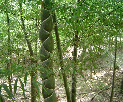龟甲竹的形态特征、生长习性和园林用-齐生设计职业学校