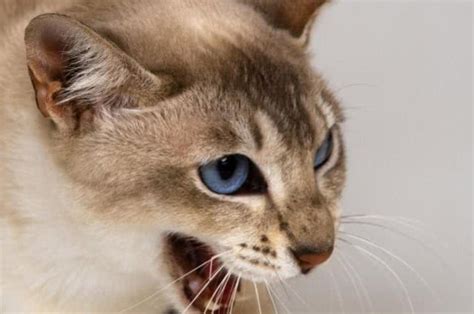 猫为什么会发出咕咕的声音？ 什么原因引起的？|为什么|发出-知识百科-川北在线