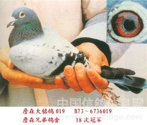 世界名鸽欣赏-傲然鸽舍-中国信鸽信息网 www.chinaxinge.com