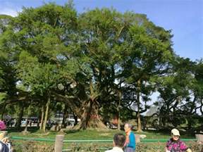 【携程攻略】广西大榕树景点,这棵大榕树是我见过的最大最壮观的大树，不但有1400多年的历史，而且…