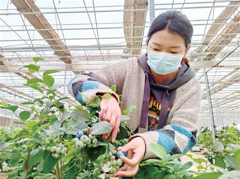 高效设施农业-宁夏新闻网