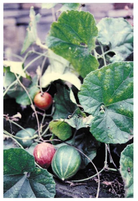 永安：瓜蒌种植 助农增收