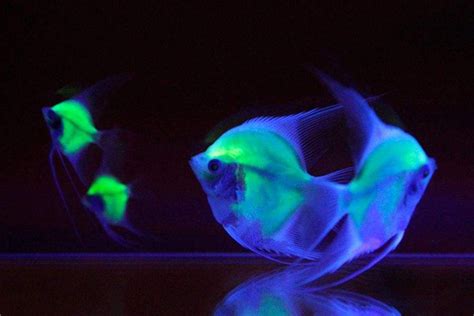 探秘生物荧光鱼：眼睛自带滤镜隐秘交流-中国海水观赏鱼门户网站