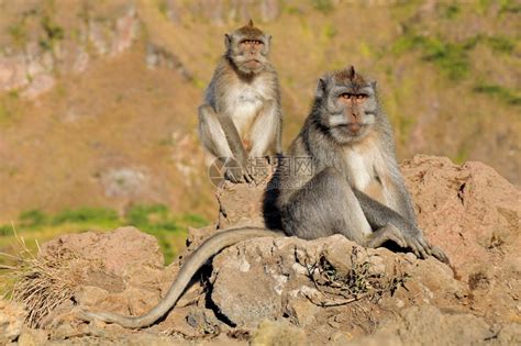 野生动物猴子高清图片下载-正版图片307632019-摄图网