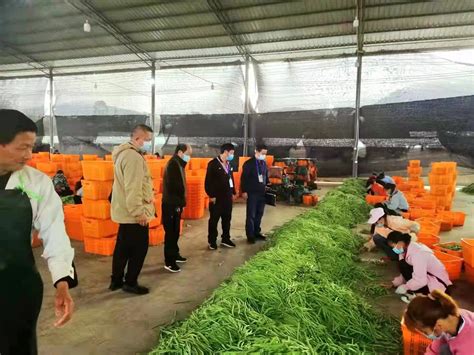 勐腊县农业技术推广中心到象明彝族乡红土坡对玉米间套种黄豆技术指导工作