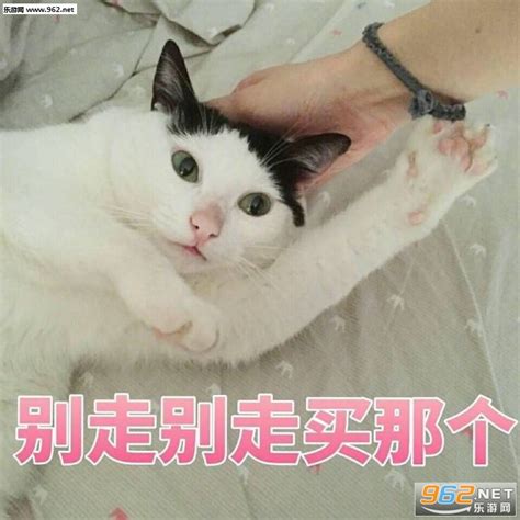 我要这个买给我 - 一组萌萌的猫咪表情包，一起吸猫_喵星人_萌萌哒表情 - 发表情 - fabiaoqing.com