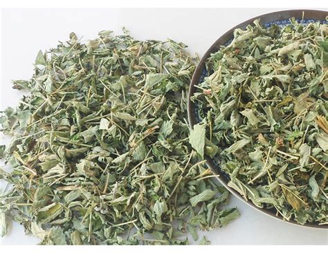 脱力草图片