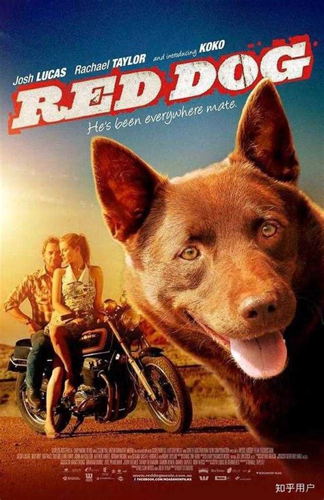 十大经典狗狗电影，除了《犬王》和《一条狗的使命》，还有哪些关于狗的电影比较好看感人