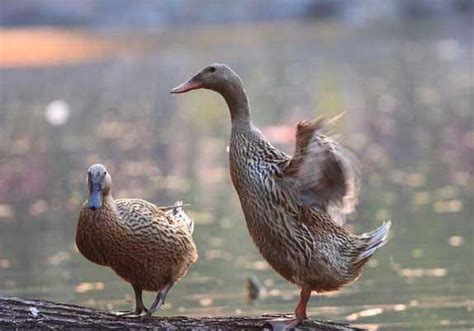 蛋鸭的外貌特征,鸭子的外貌特征,鸭子的眼睛特点_大山谷图库