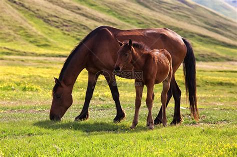 山中的母马和小马驹高清图片下载-正版图片504706160-摄图网