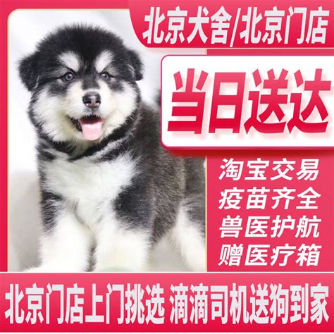 贵阳阿拉斯加幼犬价格多少 贵州出售阿拉斯加小狗包品质 - 狗市场