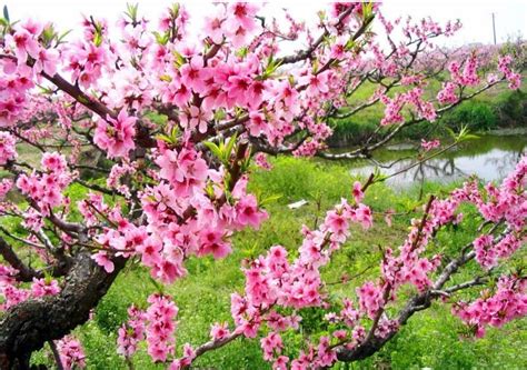 桃花的花语-花事百科-长景园林网