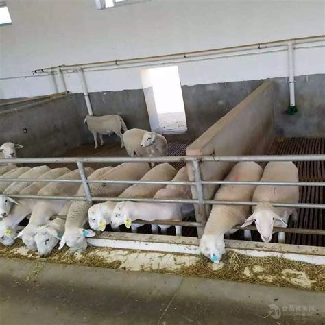 甘肃湖羊养殖基地 羊苗头胎怀孕母羊出售 质优价廉 隆发牧业 山东菏泽 湖羊-食品商务网
