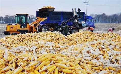 玉米涨价引发种植热 5月后拍卖量增至800万吨 - 河南富吉泰种业有限公司，富吉泰种业，富吉泰，河南富吉泰，郑州富吉泰，技丰336，李继军