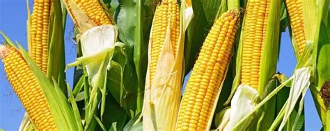 山西省玉米品种推荐 - 惠农网