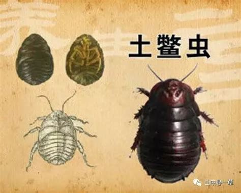乡村非主流土鳖头像