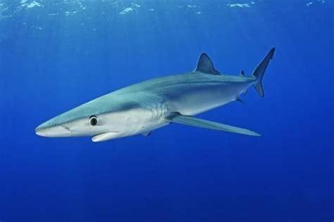 最凶猛的鲨鱼排名 大白鲨仅排老二