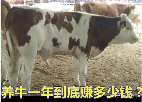 [黄牛批发] 土黄牛，长期有货价格30元/斤 - 惠农网