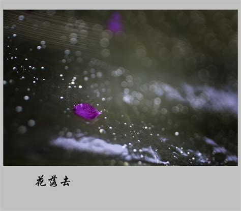 【花落去摄影图片】生态摄影_lishangdao988_太平洋电脑网摄影部落