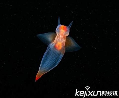 透明梦幻的海洋生物被摄影师拍下 难以置信竟是真的_驱动中国