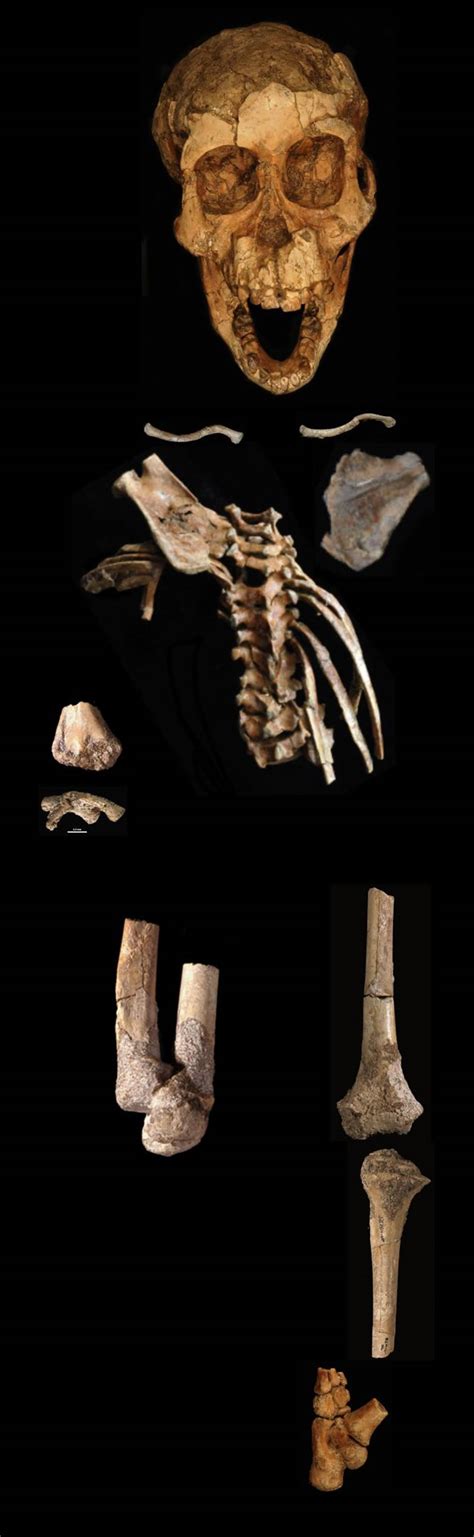 少年南方古猿阿法种的罕见足部化石展现猿类样的特征 有助于爬树时的抓握 - 神秘的地球 科学|自然|地理|探索