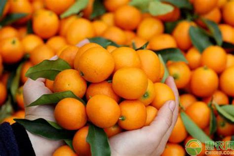 柑橘多少钱一斤？2019国内柑橘产区收购价格行情 - 惠农网