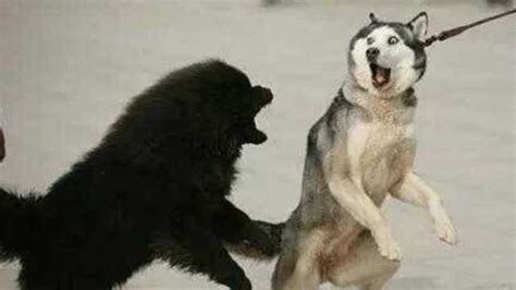 藏獒vs狼藏獒与狼谁厉害藏獒与狼狗打架视频_腾讯视频