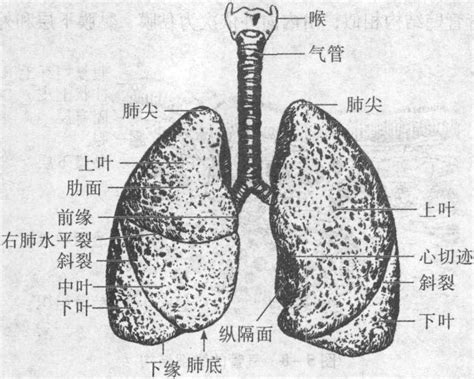 NG医学动画: 您了解肺部的结构吗？为什么说肺部最容易病呢？ – 肽度TIMEDOO