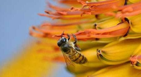 关于蜜蜂的科普知识|蜜蜂也有“左、右”撇子之分 - 知乎