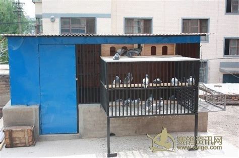 以前的老鸽棚 和现在的鸽棚-中国信鸽信息网相册