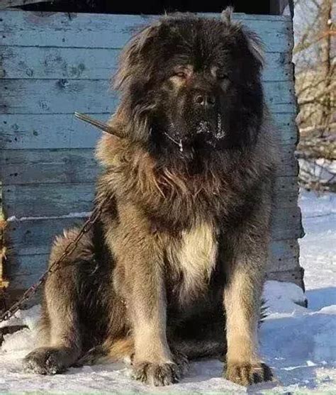 俄罗斯大型犬,罗斯大型犬高加索,罗斯名犬_大山谷图库
