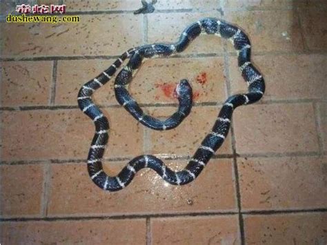 夏季毒蛇出没需注意！惠州多人被银环毒蛇咬伤，住进ICU！_毒蛇新闻_毒蛇网