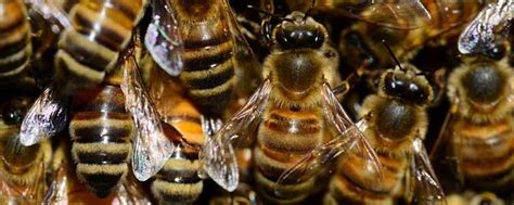 怎么防止蜜蜂冬天出来冻死？ - 蜜蜂问答 - 酷蜜蜂