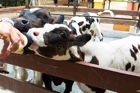 可爱的黑白奶牛或小牛在泰国的苗圃牛棚或畜牧场吃或喝瓶奶作为高清图片下载-正版图片502961938-摄图网