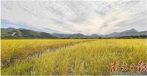 韶关“巨型稻”试种成功 亩产可达750公斤_房产资讯_房天下