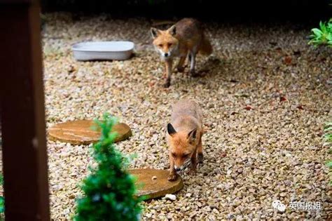 苏格兰女子每天在自家花园投喂野生狐狸家族，25年喂了4代狐！却被狂批害惨当地…
