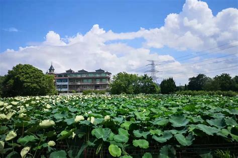 海宁许村全方位推进美丽城镇高质量发展 助力风貌再提升