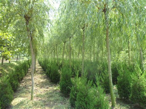 四川园林苗木生产种植前景分析-百泽园林