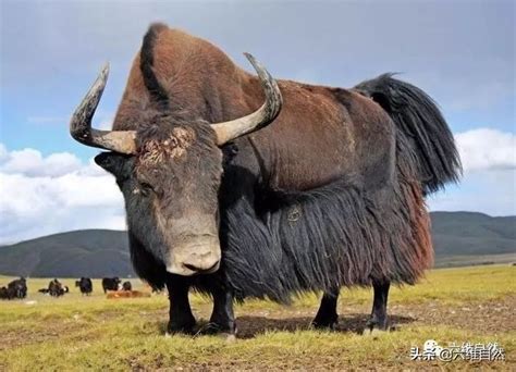 世界上最大的牛，印度野牛体重3000斤（把老虎赶的飞跑）_探秘志