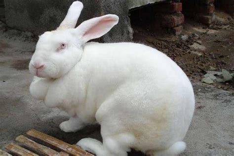 肉兔市场价格多少钱一斤 肉兔有哪些品种_农业行情 - 农业站