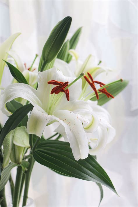 百合图片