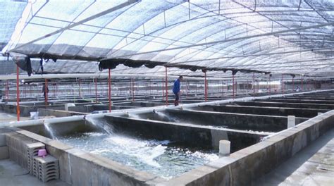 南海所中期测评显示深水网箱养殖花鲈效果和品质更好-南海水产研究所