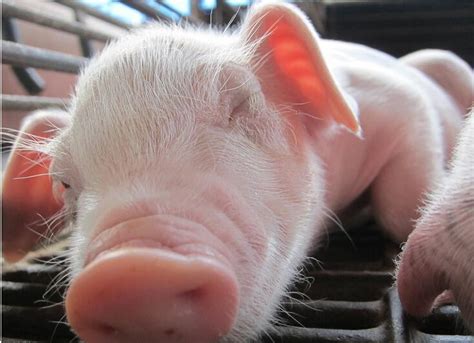 2011年6月24日全国仔猪价格走势（图）_仔猪价格_中国保健养猪网