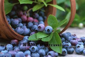 梨树蓝莓-梨树区特产
