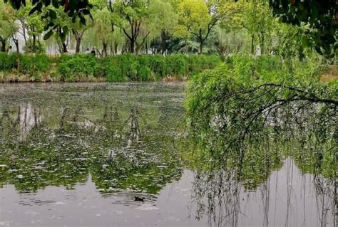 珍爱金银潭湿地，科普生物多样性-武汉绿色江城