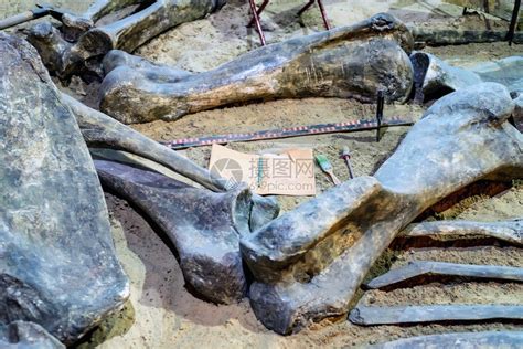挖掘出史前动物和恐龙化石的高清图片下载-正版图片503124394-摄图网